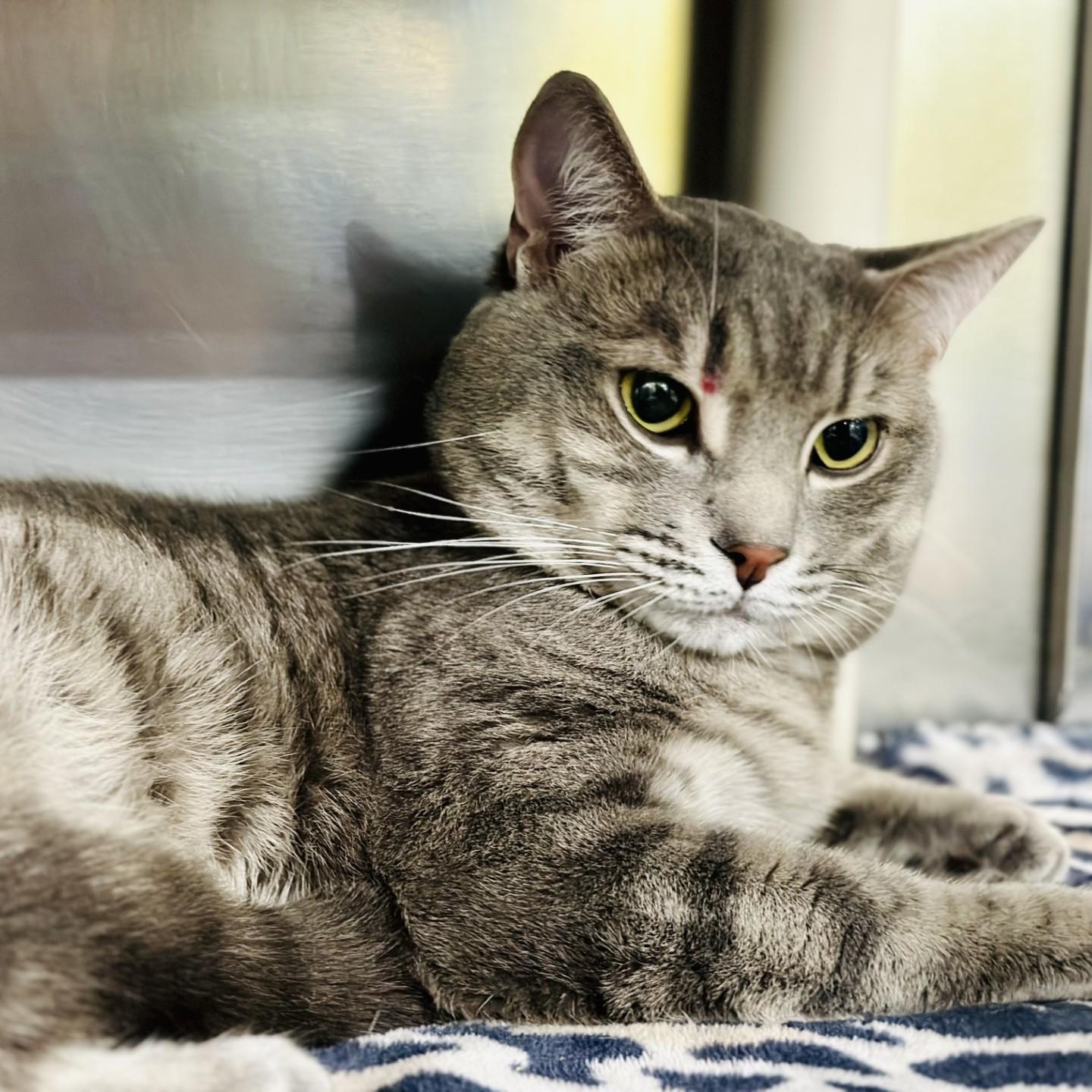 Enlarge Tilton , a ADOPTABLE Domestic Short Hair in Jackson, NJ image 2/2