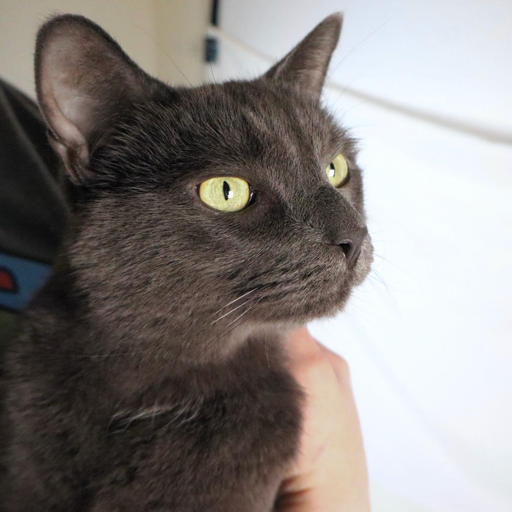 Diomedes, Adoptable, Adult Male Domestic Short Hair.
