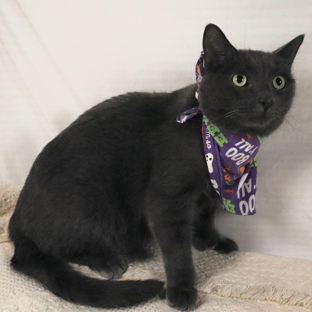 Enlarge Diomedes, a Adoptable Domestic Short Hair in Johnson City, TN image 2/5