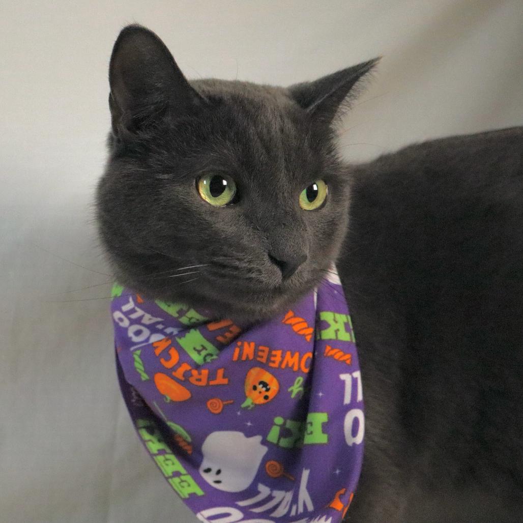 Enlarge Diomedes, a Adoptable Domestic Short Hair in Johnson City, TN image 3/5