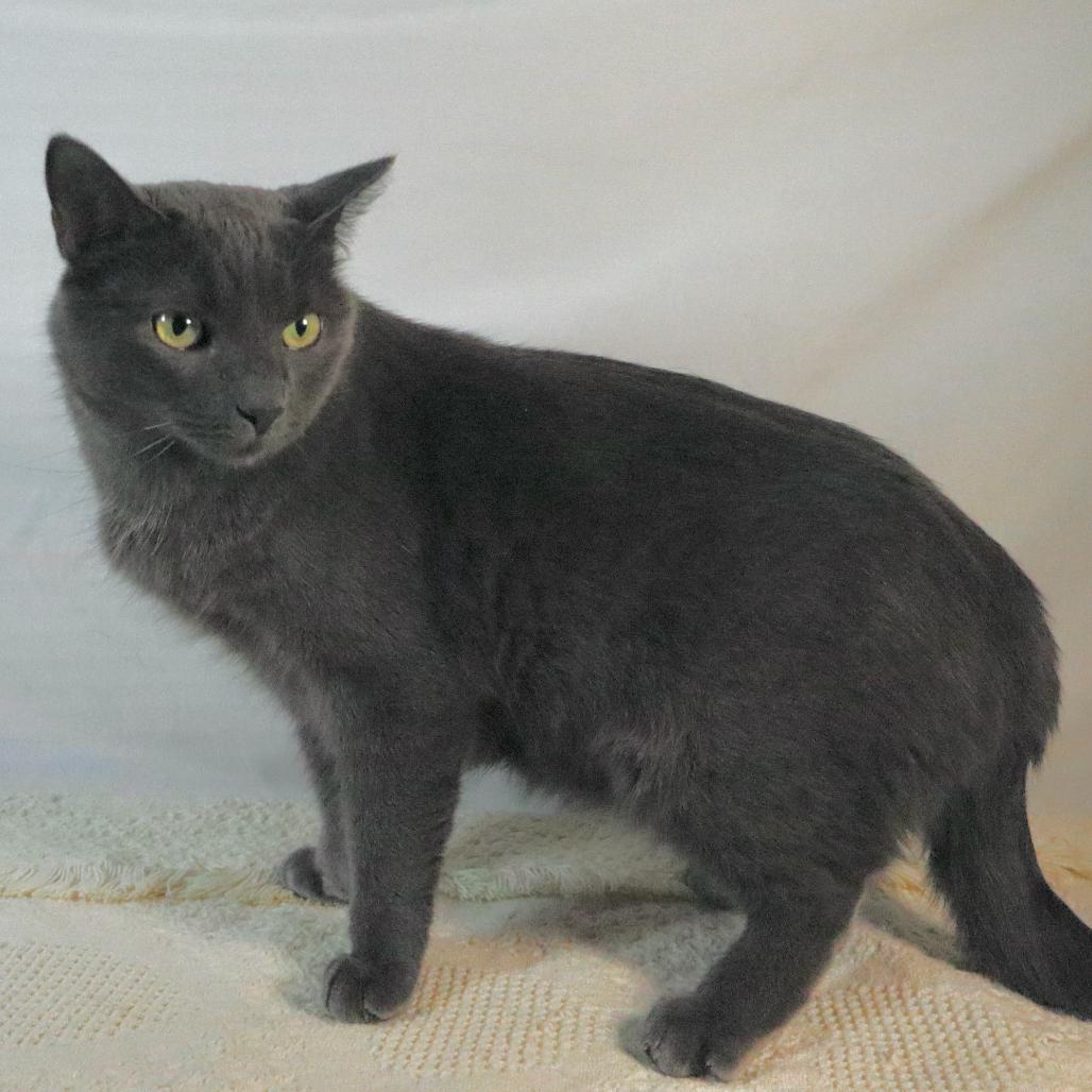 Enlarge Diomedes, a Adoptable Domestic Short Hair in Johnson City, TN image 4/5