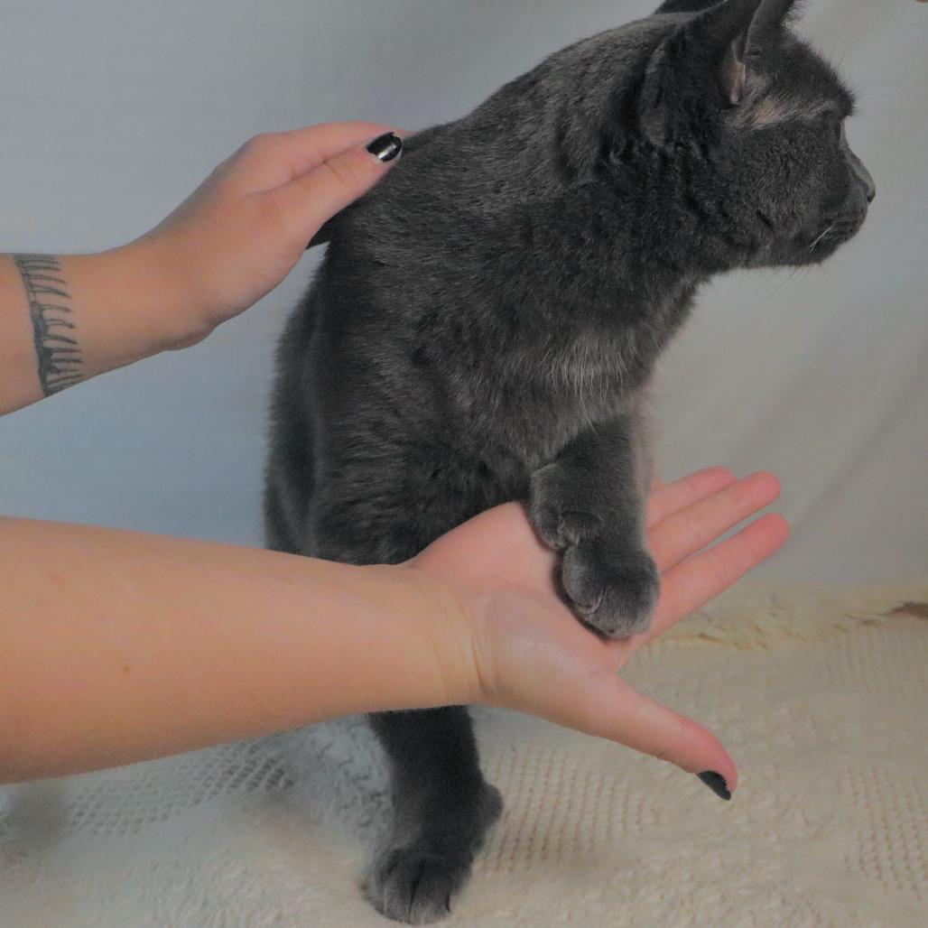 Enlarge Diomedes, a Adoptable Domestic Short Hair in Johnson City, TN image 5/5