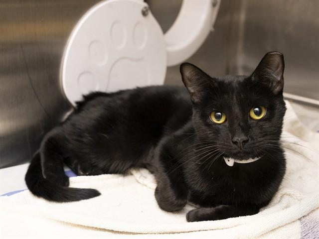 Enlarge PHOEBE, a Adoptable Domestic Short Hair in Phoenix, AZ image 1/1