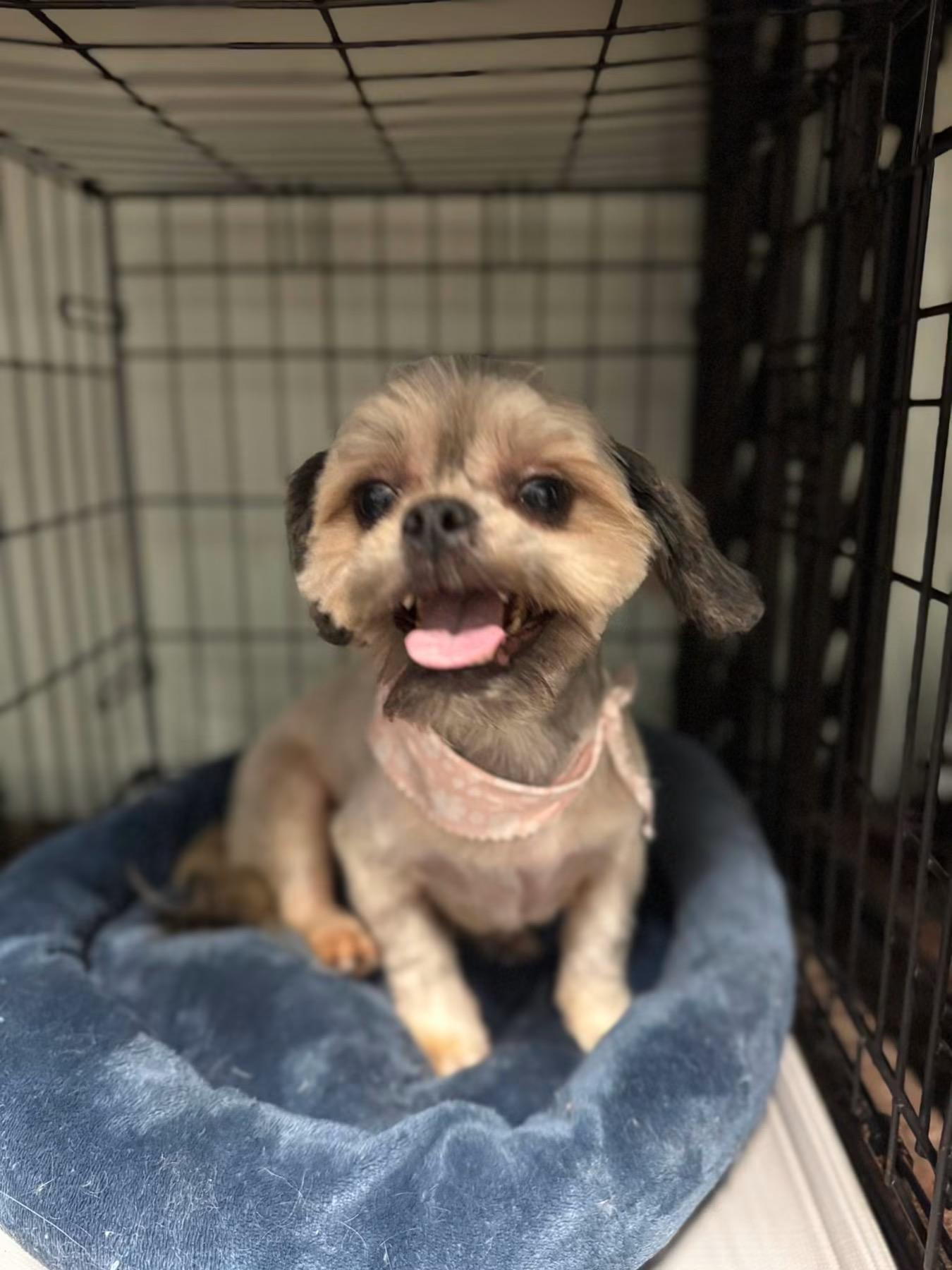 Demi, ADOPTABLE, Puppy Female Shih Tzu.