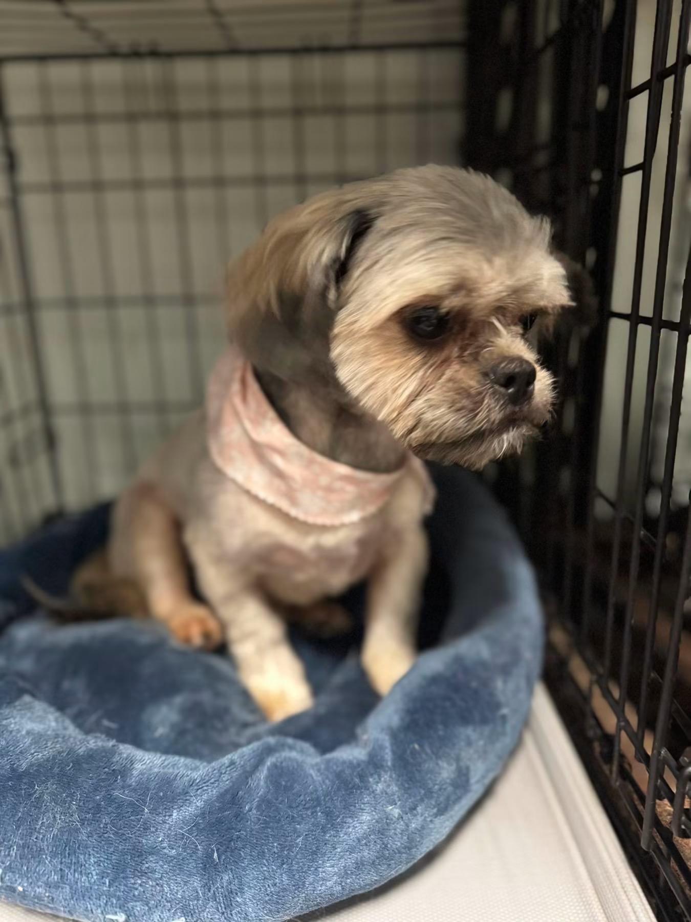Enlarge Demi, a ADOPTABLE Shih Tzu in Matthews, NC image 2/3