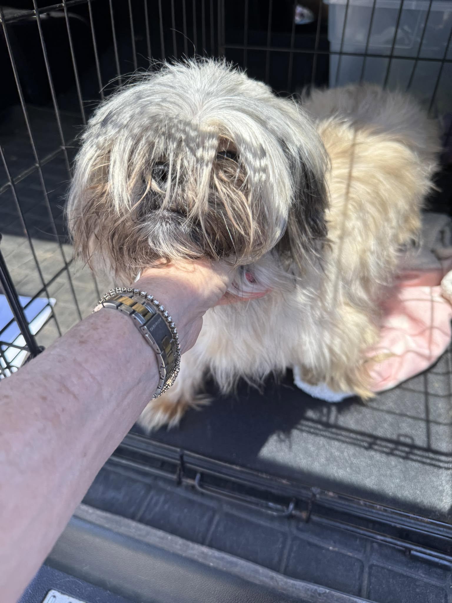 Demi, ADOPTABLE, Puppy Female Shih Tzu.