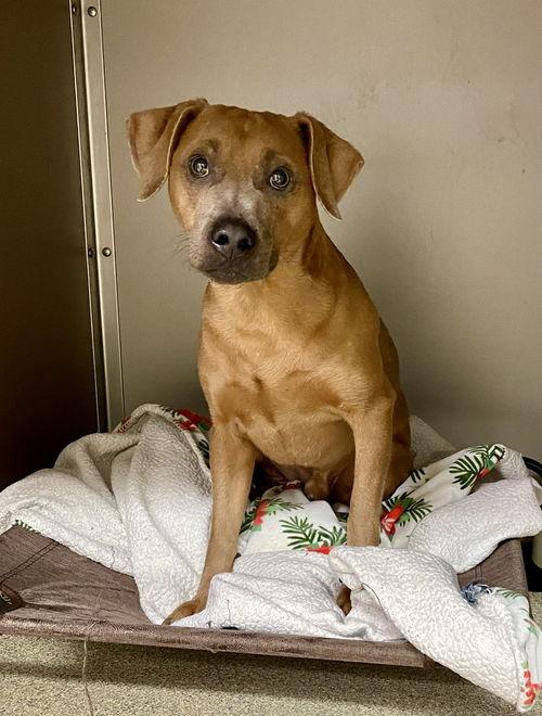 176154 Triston AKA Buckley