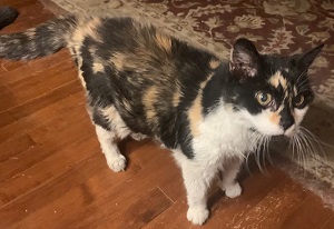 Enlarge Sissy, a Adoptable Calico in Raleigh, NC image 2/3