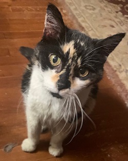 Enlarge Sissy, a Adoptable Calico in Raleigh, NC image 3/3