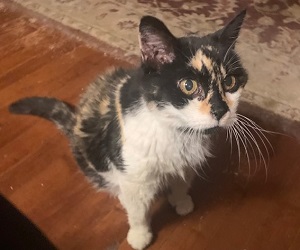 Enlarge Sissy, a Adoptable Calico in Raleigh, NC image 1/3