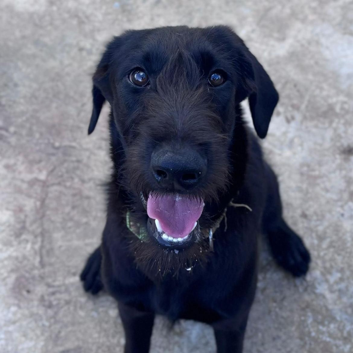 Tia, ADOPTABLE, Adult Female Giant Schnauzer.
