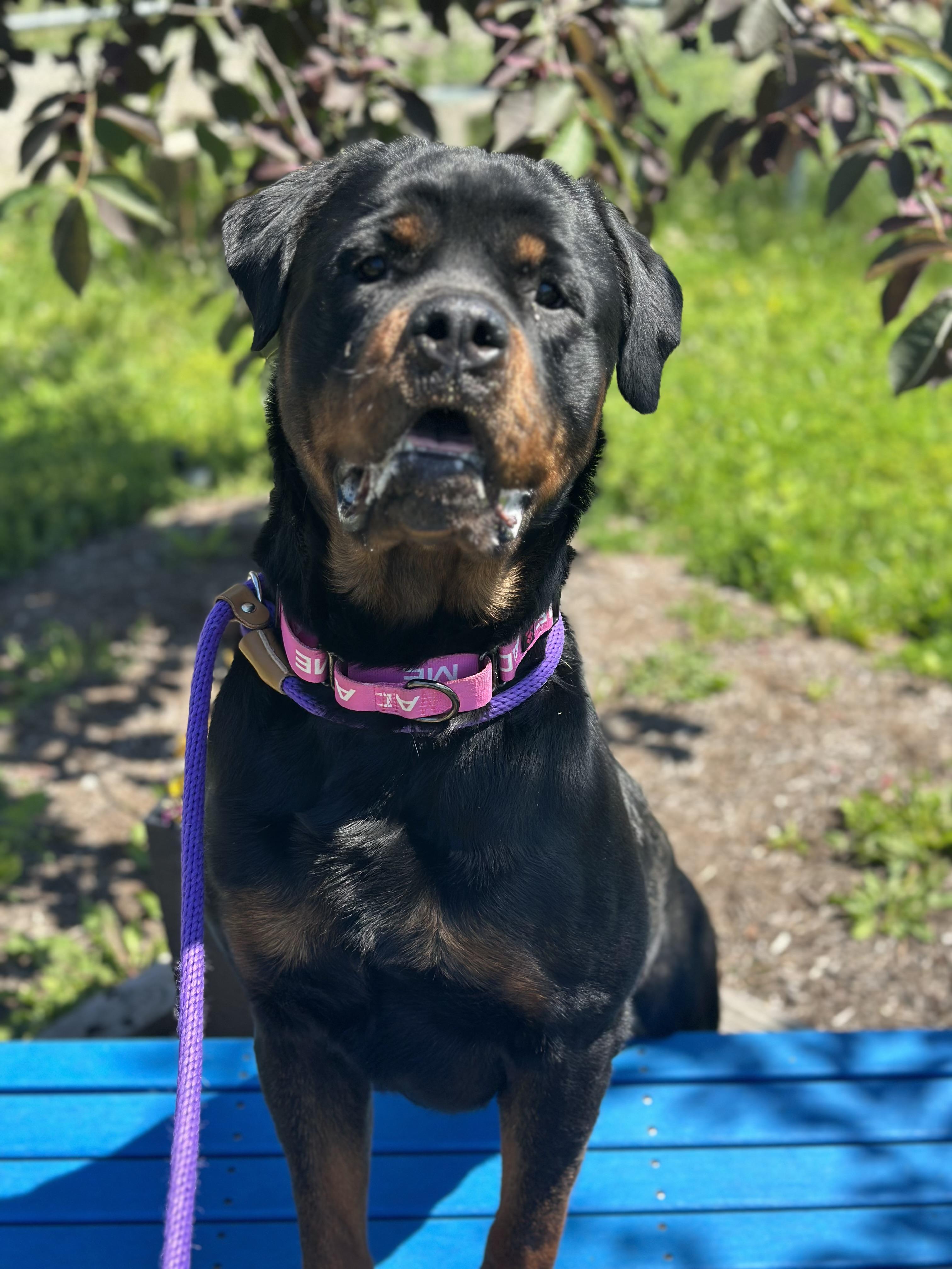 Enlarge Mazel, an adopted mixed breed in Cleveland, OH image 5/6