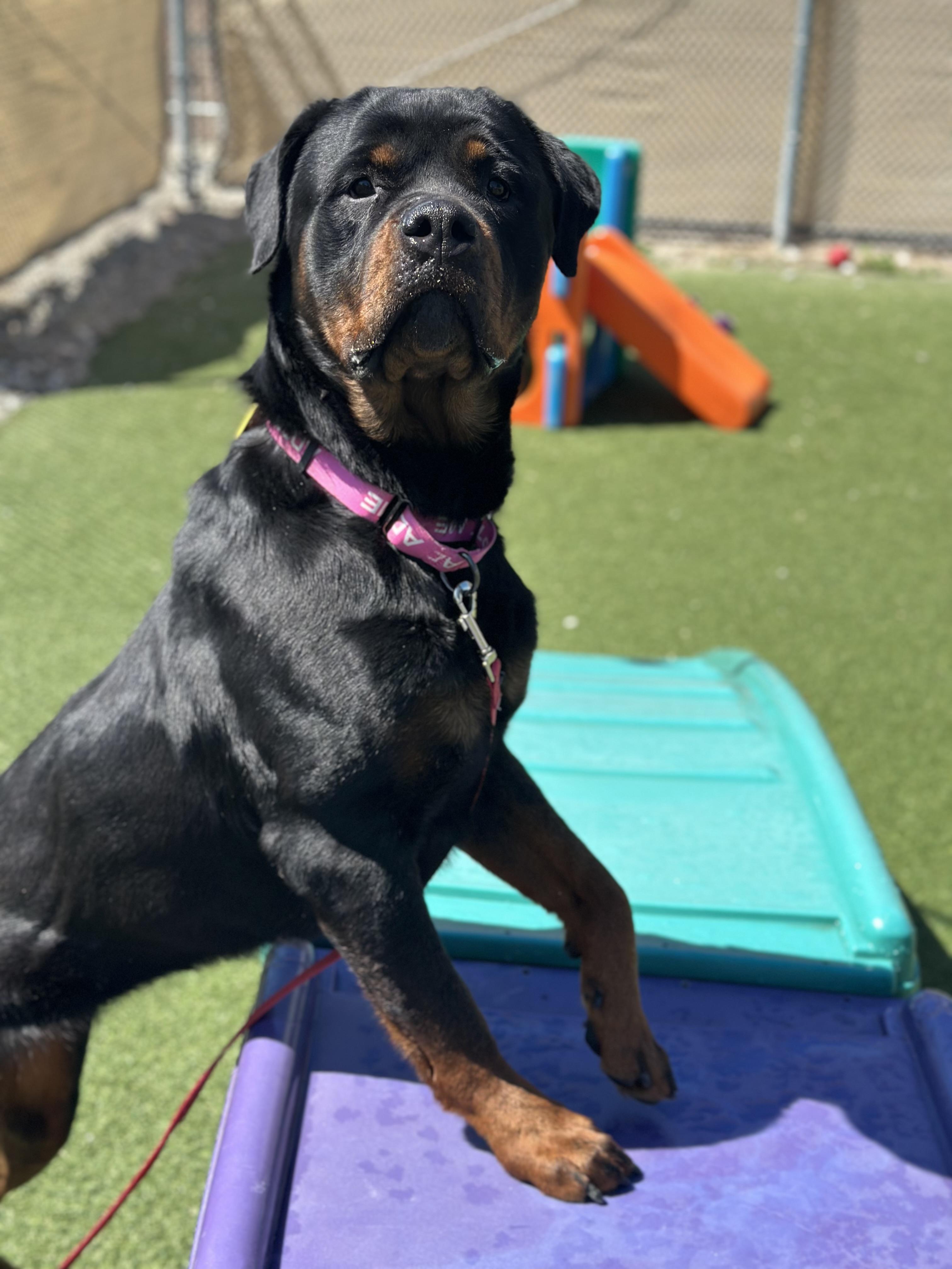 Enlarge Mazel, an adopted mixed breed in Cleveland, OH image 3/6