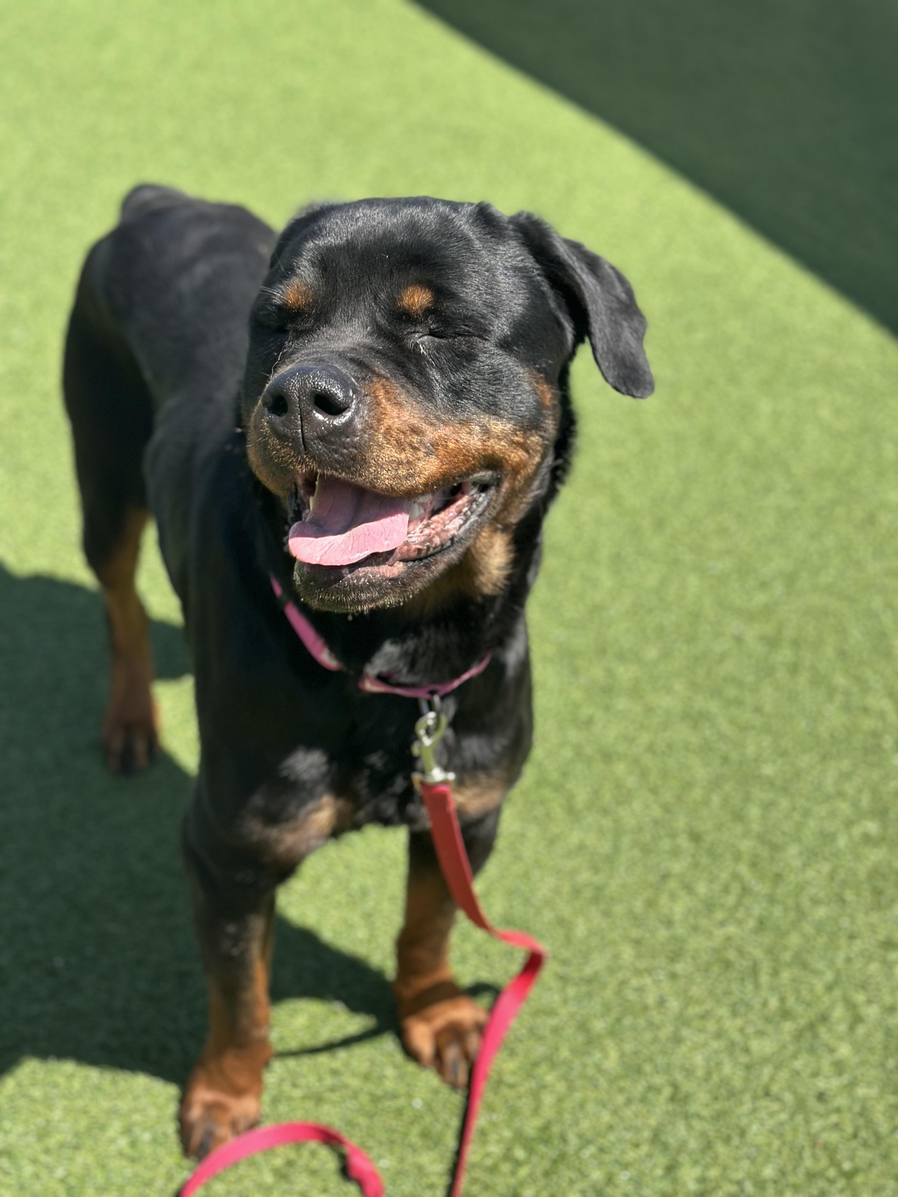Enlarge Mazel, an adopted mixed breed in Cleveland, OH image 4/6