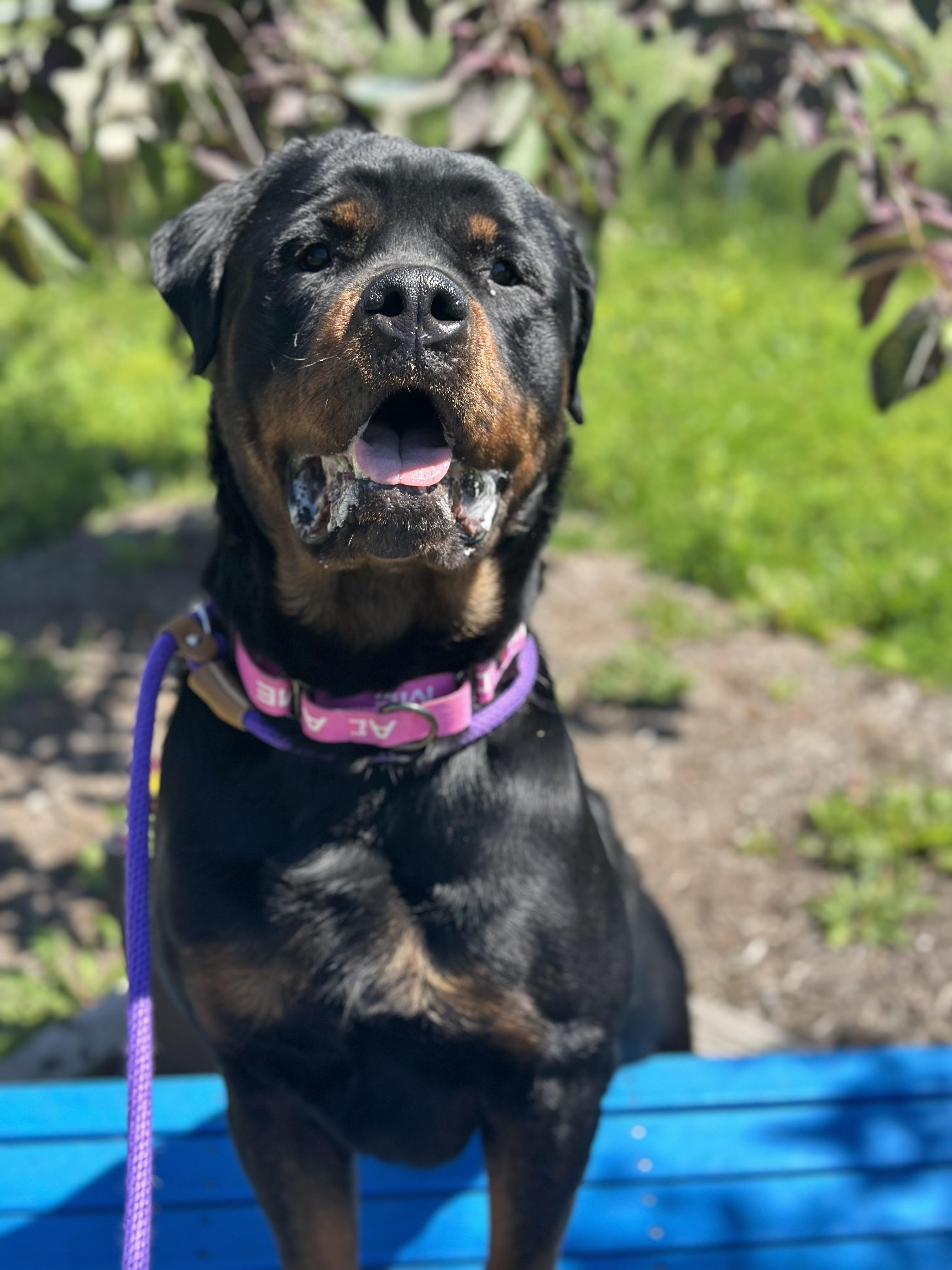 Mazel, adopted, Young Female Rottweiler.