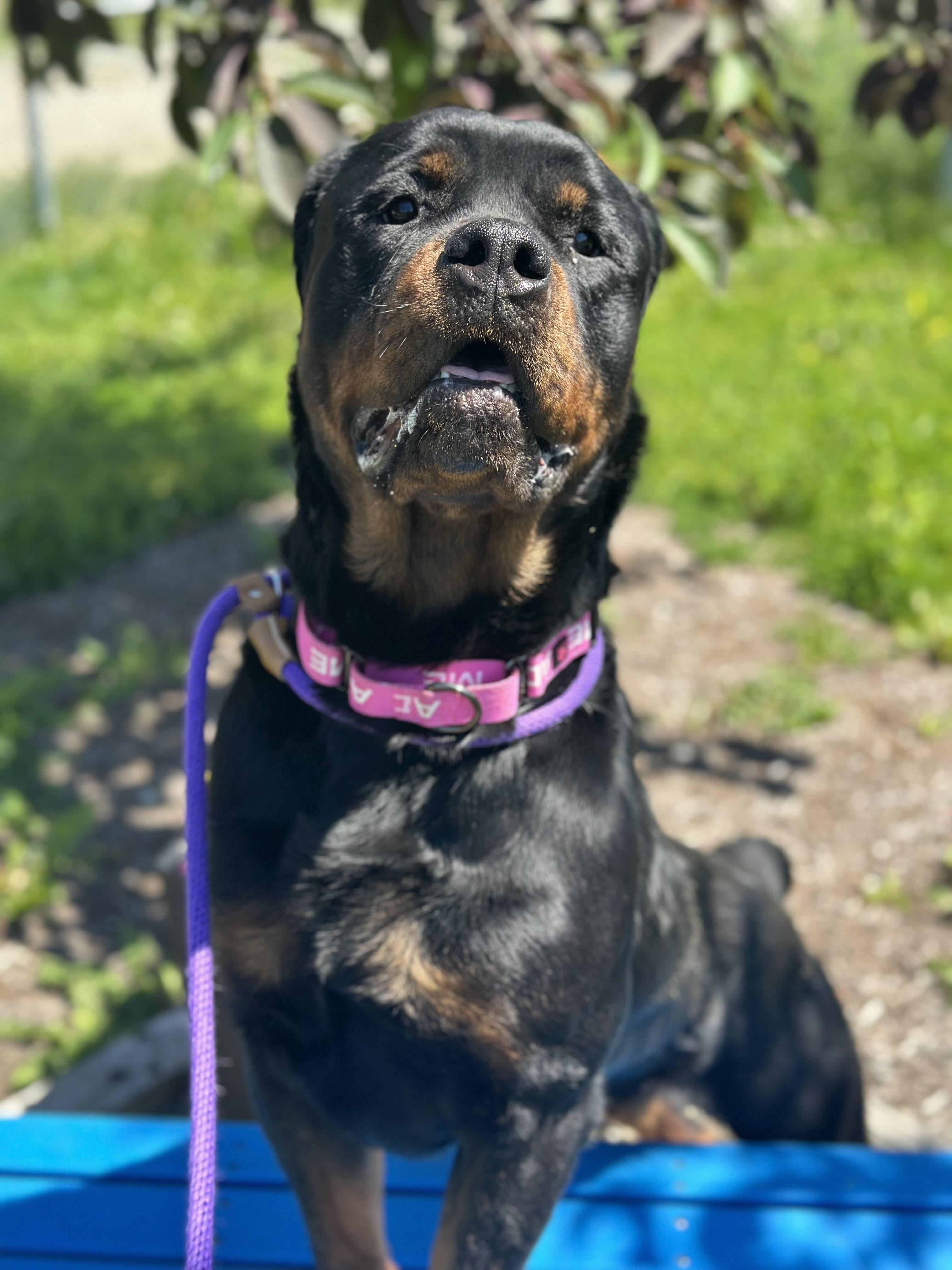 Enlarge Mazel, an adopted mixed breed in Cleveland, OH image 2/6