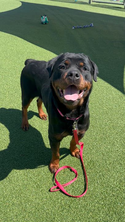 Enlarge Mazel, an adopted mixed breed in Cleveland, OH video 6/6