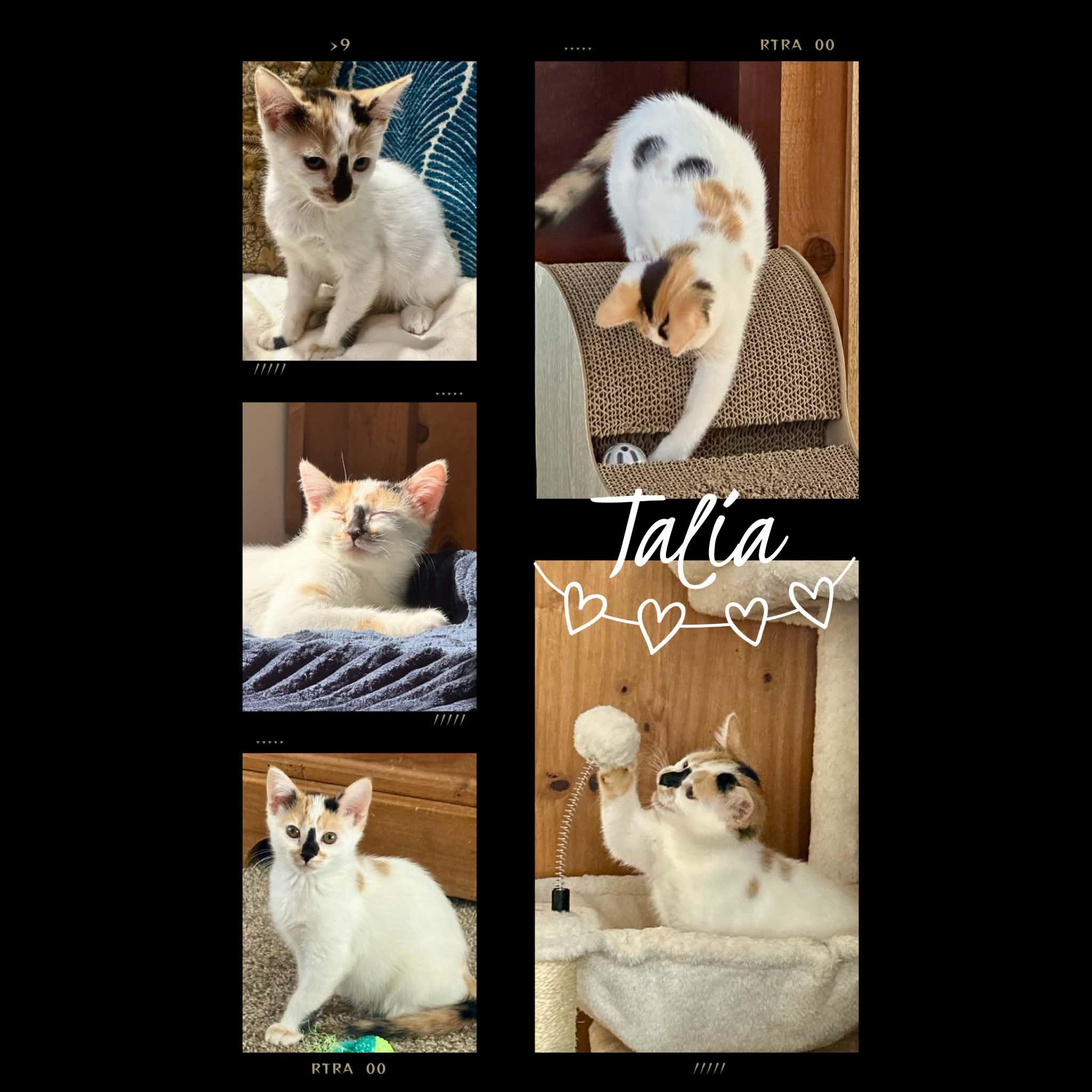Talia, ADOPTABLE, Kitten Female Domestic Short Hair.
