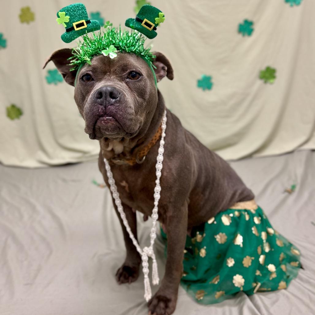 Pandora, Adoptable, Adult Female English Bulldog.