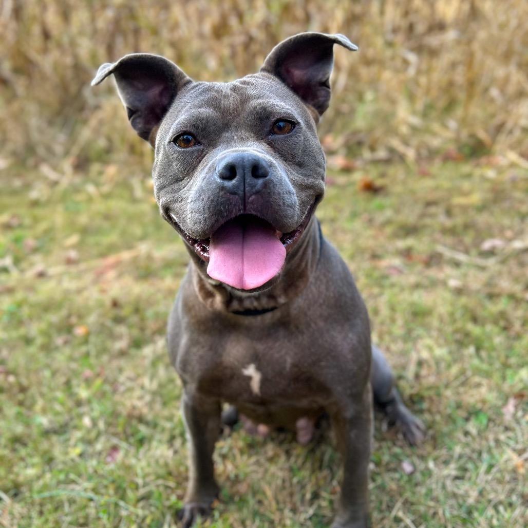 Pandora, a Adoptable mixed breed in Rocky Mount, VA image 1/6