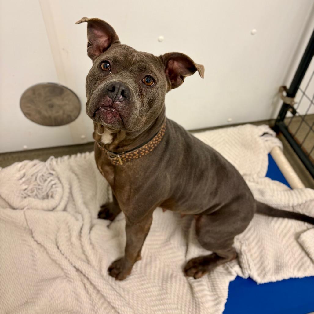 Pandora, a Adoptable mixed breed in Rocky Mount, VA image 2/6