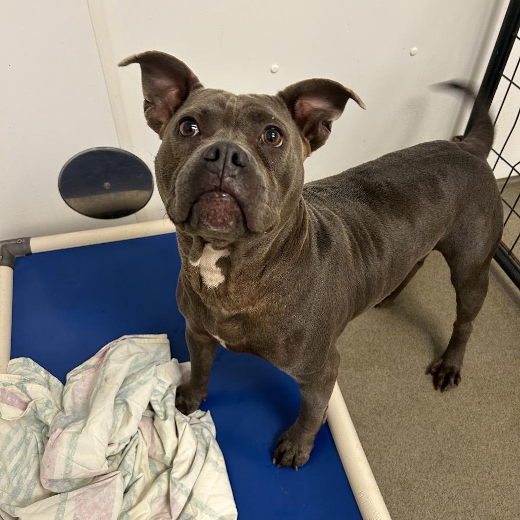 Pandora, a Adoptable mixed breed in Rocky Mount, VA image 3/6