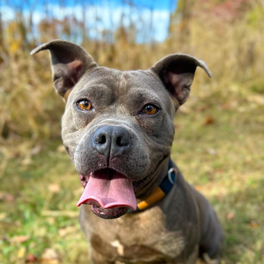 Pandora, a Adoptable mixed breed in Rocky Mount, VA image 5/6