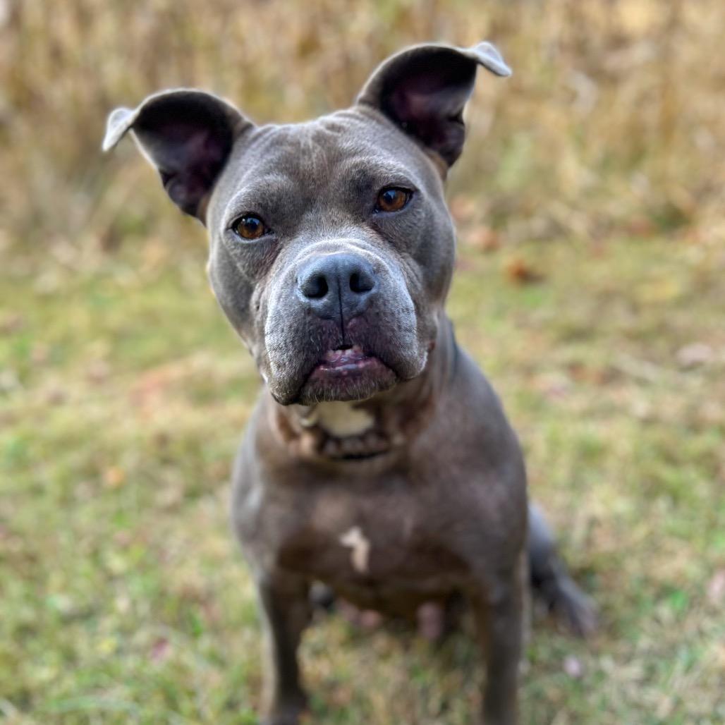 Pandora, a Adoptable mixed breed in Rocky Mount, VA image 6/6