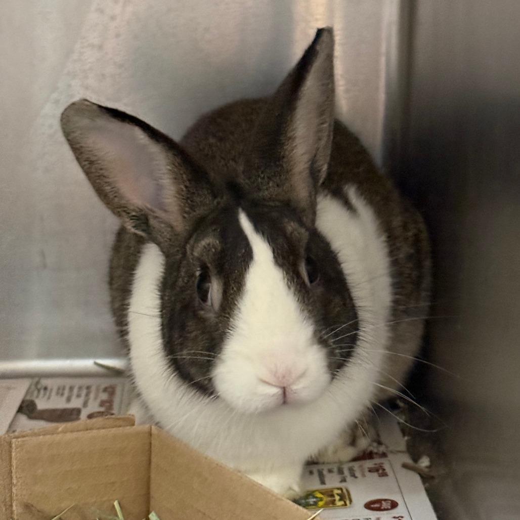 Enlarge Becky, a Adoptable Bunny Rabbit in Cheyenne, WY image 1/2