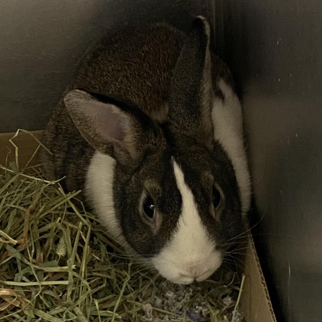 Enlarge Becky, a Adoptable Bunny Rabbit in Cheyenne, WY image 2/2