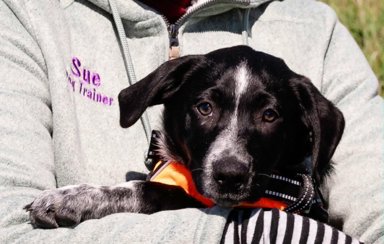 Enlarge Daisy / Dalmation, a Adopted Australian Shepherd in Blairsville, GA image 1/2