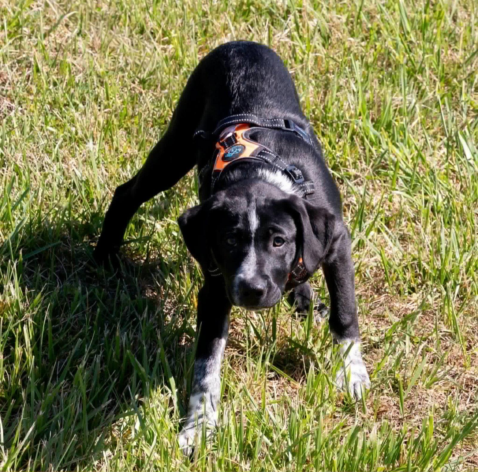 Enlarge Daisy / Dalmation, a Adopted Australian Shepherd in Blairsville, GA image 2/2