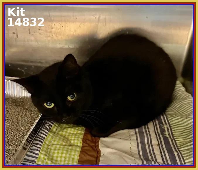 KIT, Adoptable, Adult Female Domestic Short Hair.