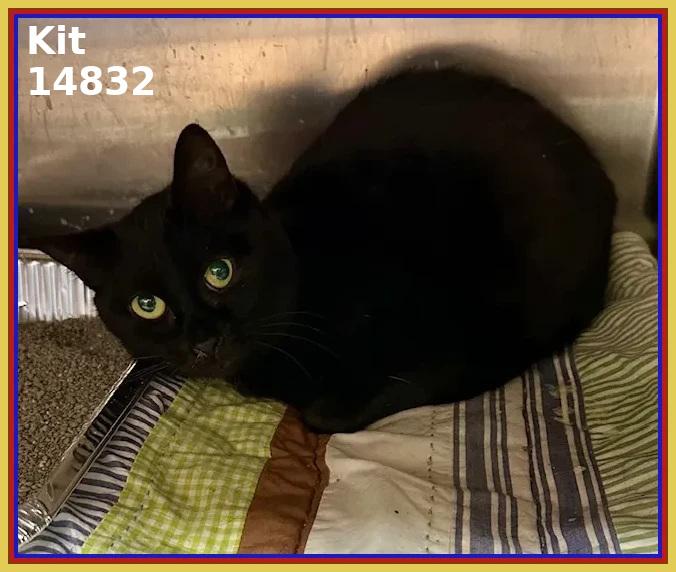 Enlarge KIT, a Adoptable mixed breed in Marietta, GA image 3/3