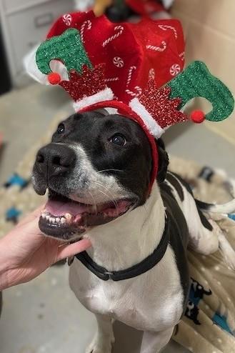 Panda, Adoptable, Young Female American Staffordshire Terrier.