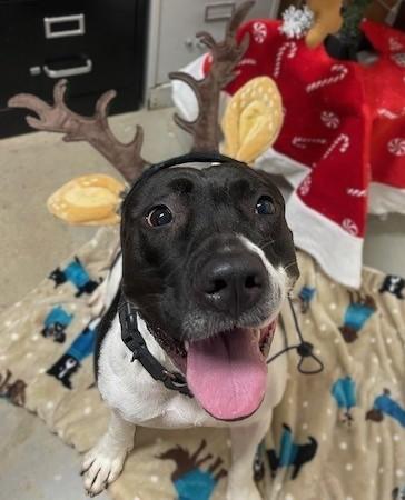 Panda, a Adoptable mixed breed in Augusta, WV image 2/2