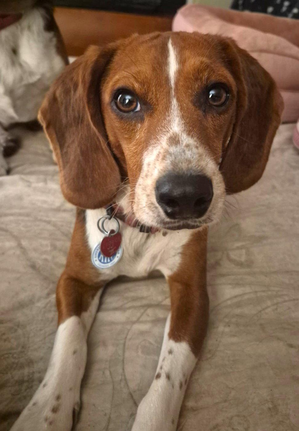 Enlarge Tigger II, a Adoptable Beagle in Dunnellon, FL image 1/3