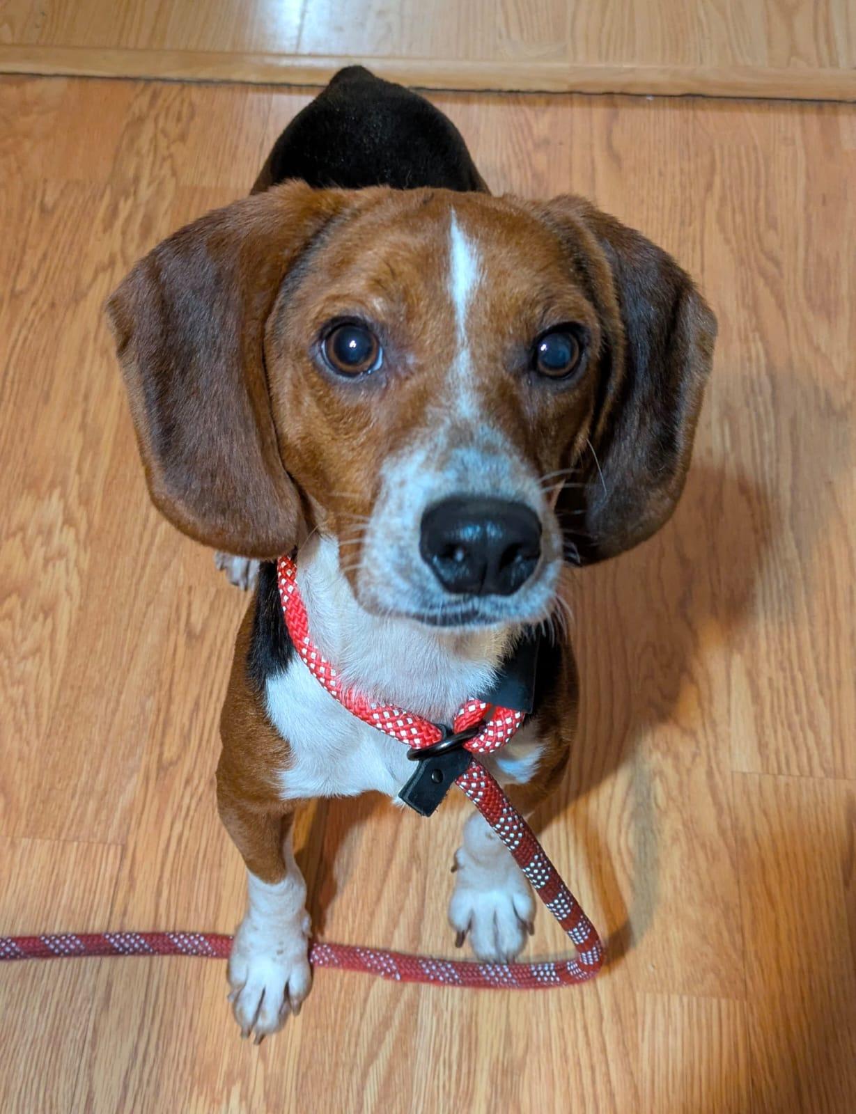 Tigger II, Adoptable, Young Male Beagle.