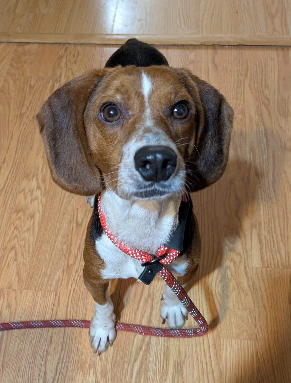 Enlarge Tigger II, a Adoptable Beagle in Dunnellon, FL image 2/3