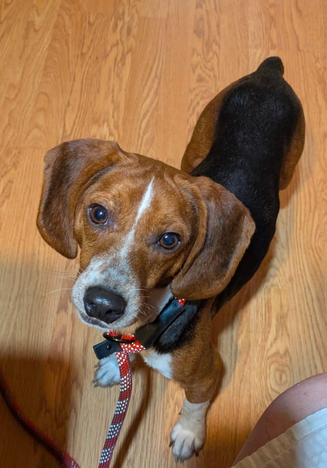 Enlarge Tigger II, a Adoptable Beagle in Dunnellon, FL image 3/3