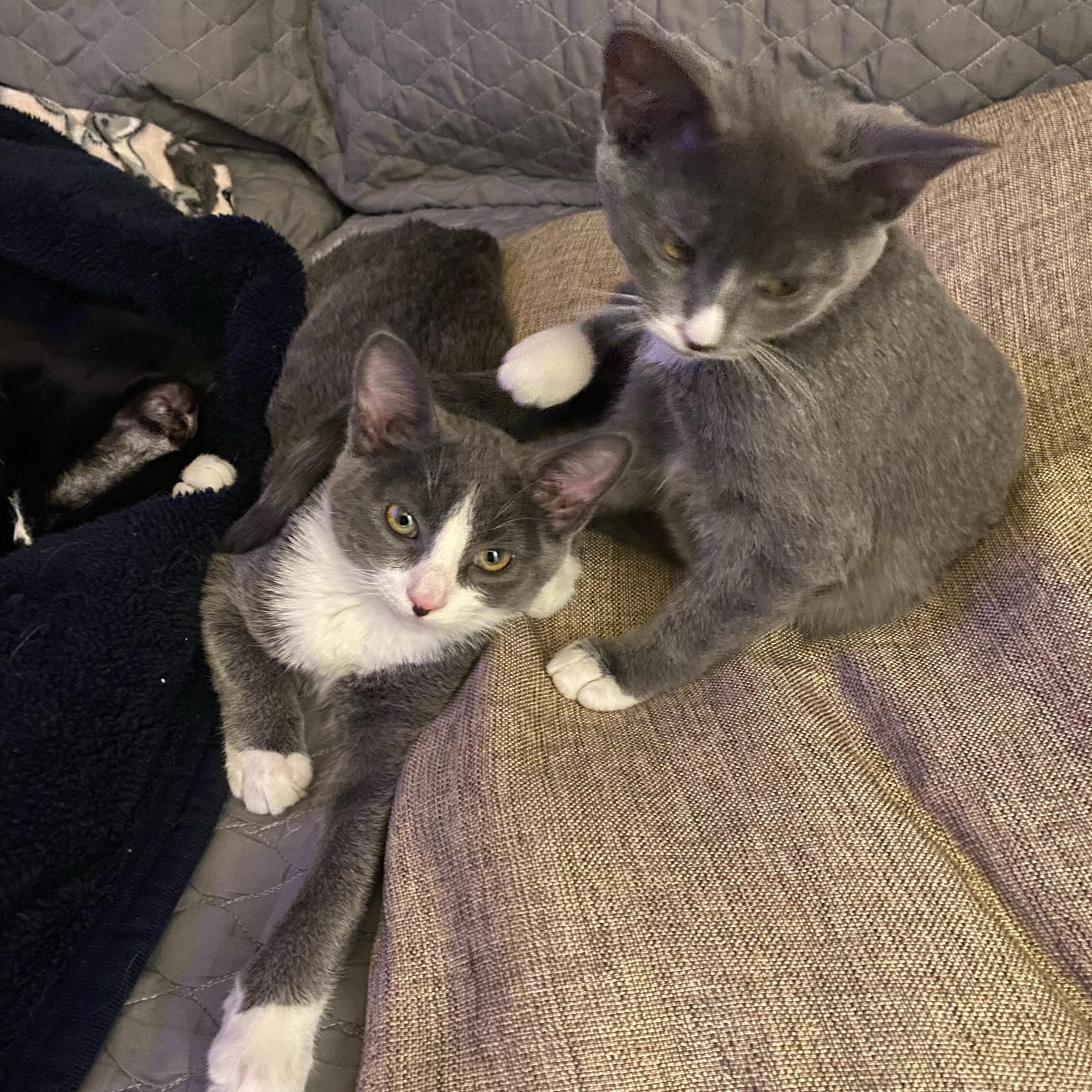 Maya & Misha (Bonded Pair), adopted, Young Female Domestic Short Hair.