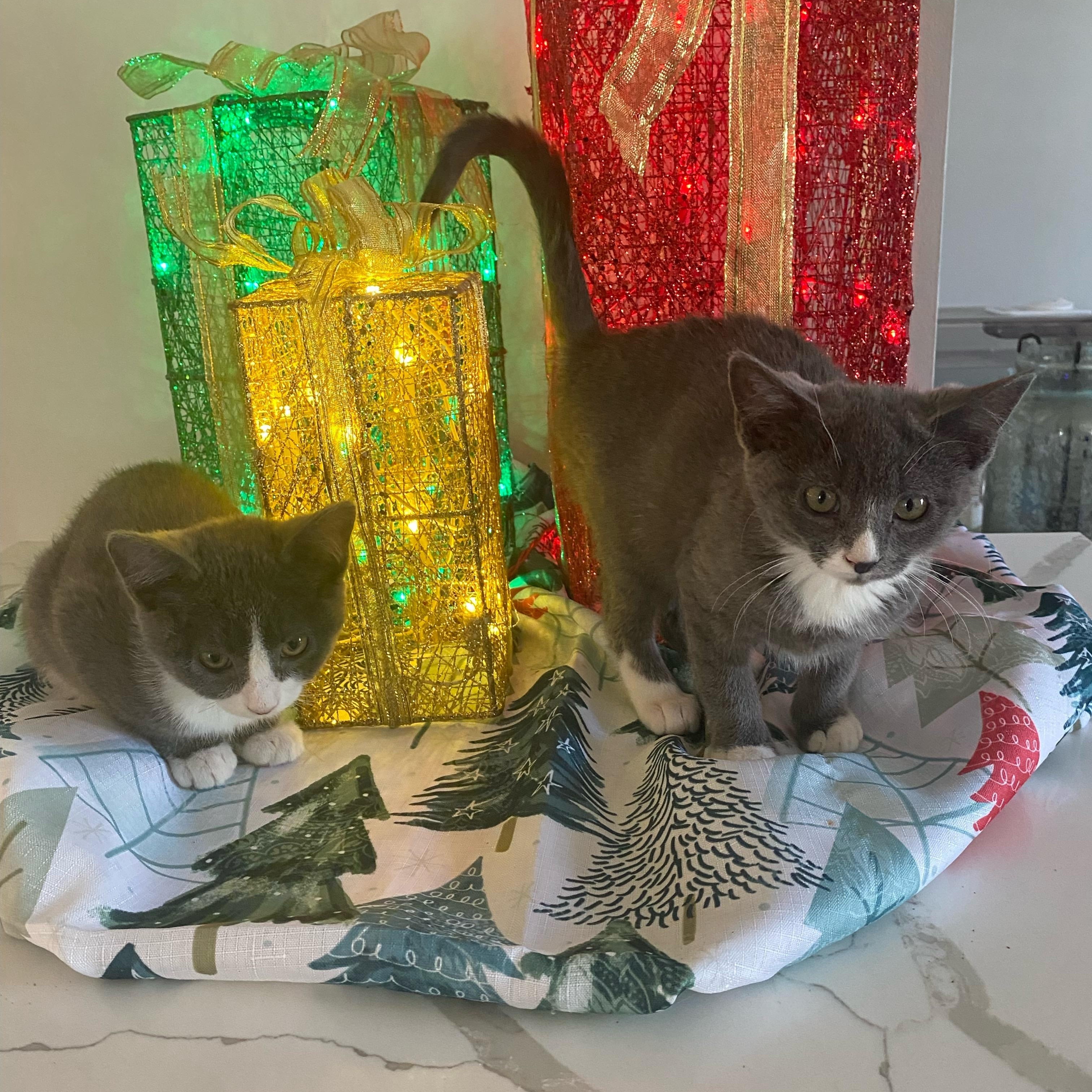 Enlarge Maya & Misha (Bonded Pair), an adopted Domestic Short Hair in Wheeling, IL image 3/6