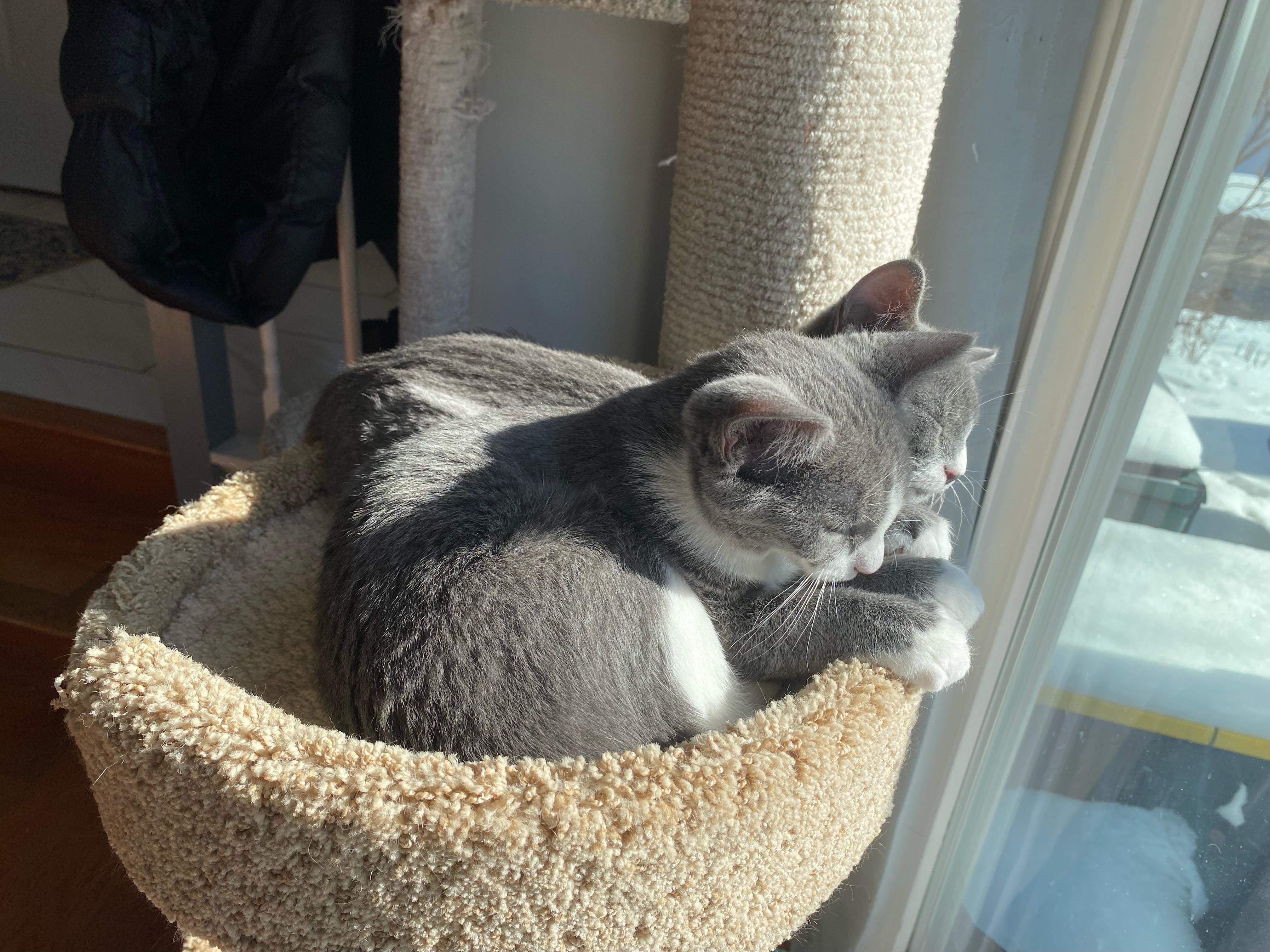 Enlarge Maya & Misha (Bonded Pair), an adopted Domestic Short Hair in Wheeling, IL image 2/6