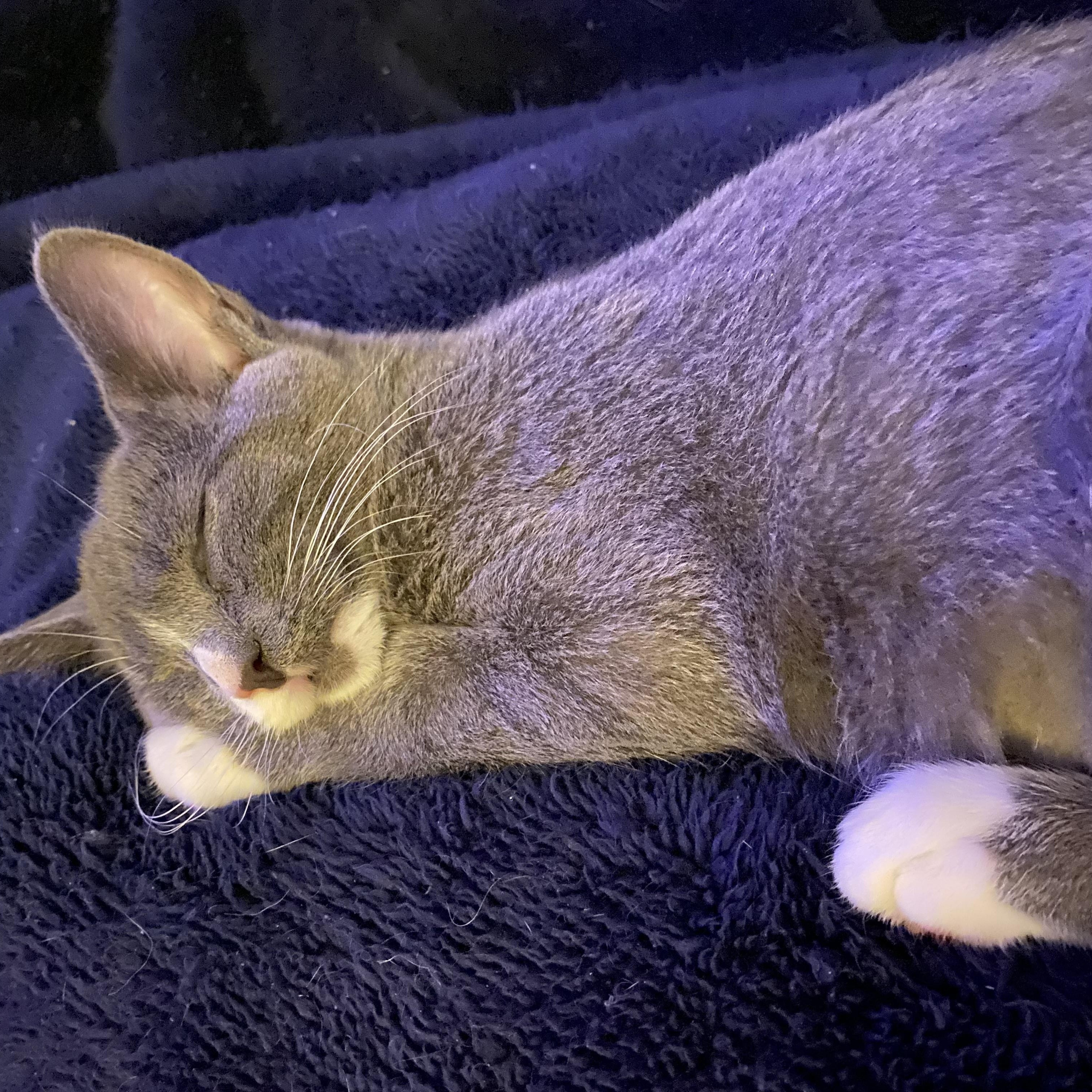 Enlarge Maya & Misha (Bonded Pair), an adopted Domestic Short Hair in Wheeling, IL image 4/6