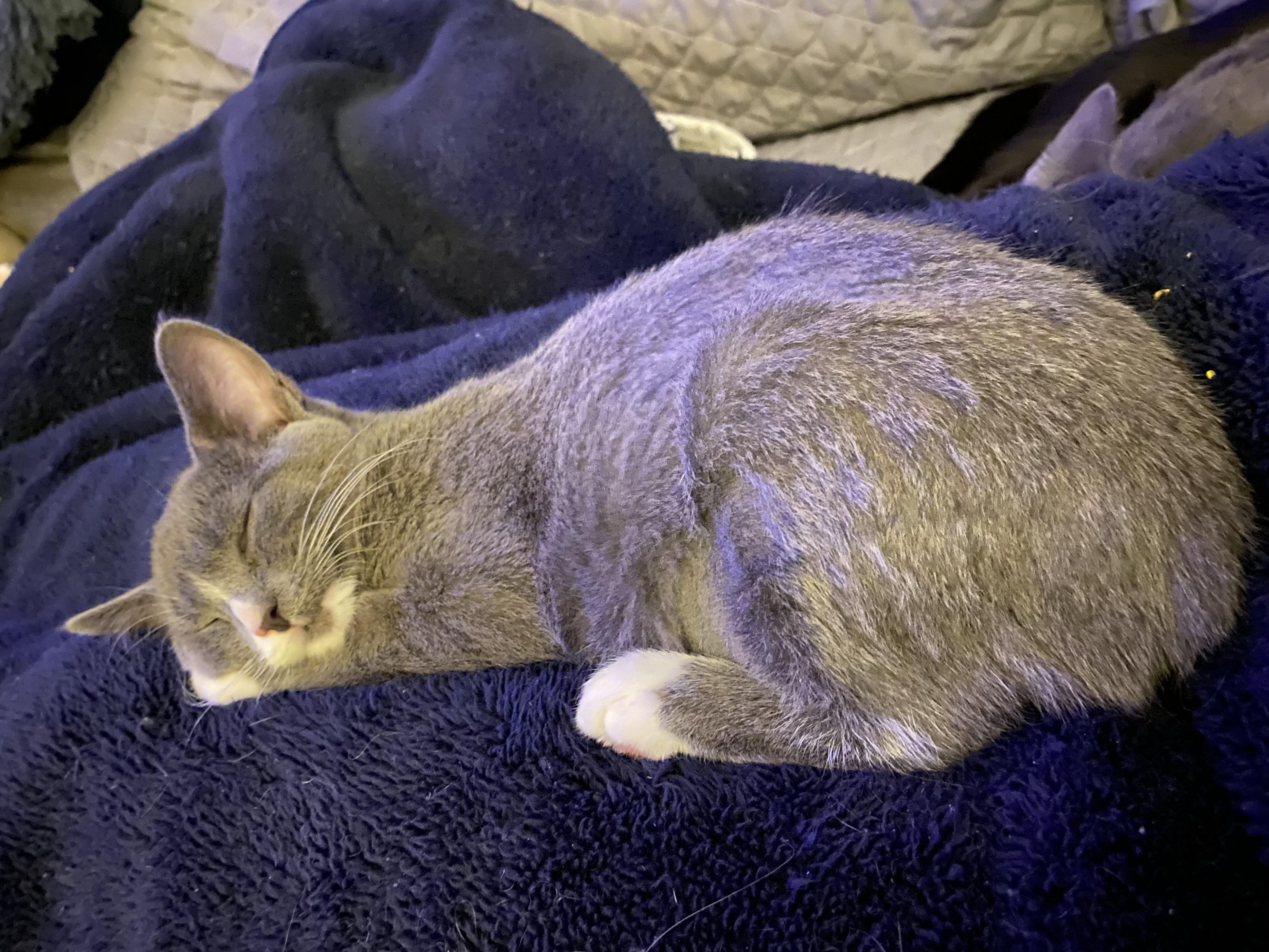 Enlarge Maya & Misha (Bonded Pair), an adopted Domestic Short Hair in Wheeling, IL image 5/6