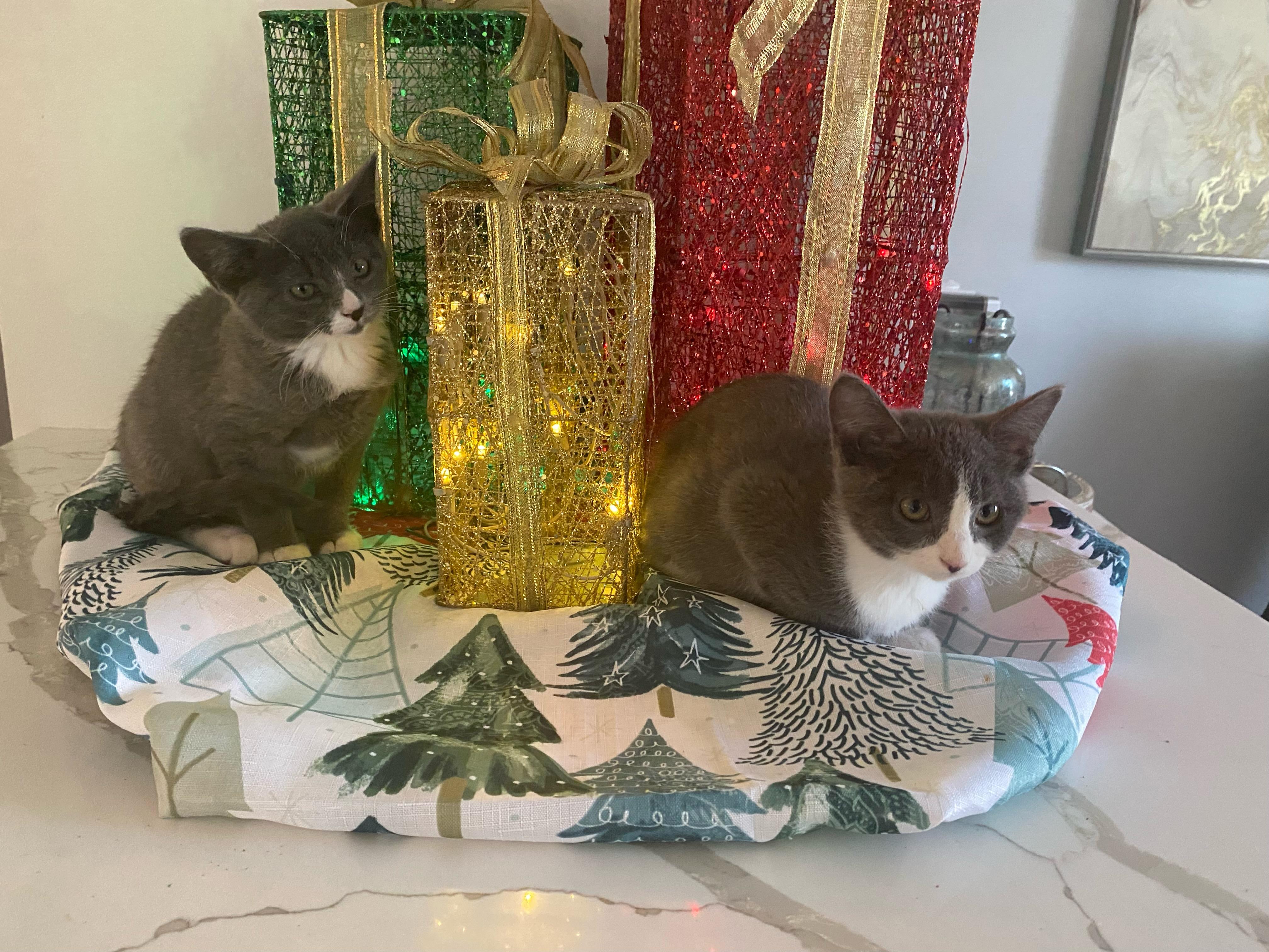 Enlarge Maya & Misha (Bonded Pair), an adopted Domestic Short Hair in Wheeling, IL image 6/6