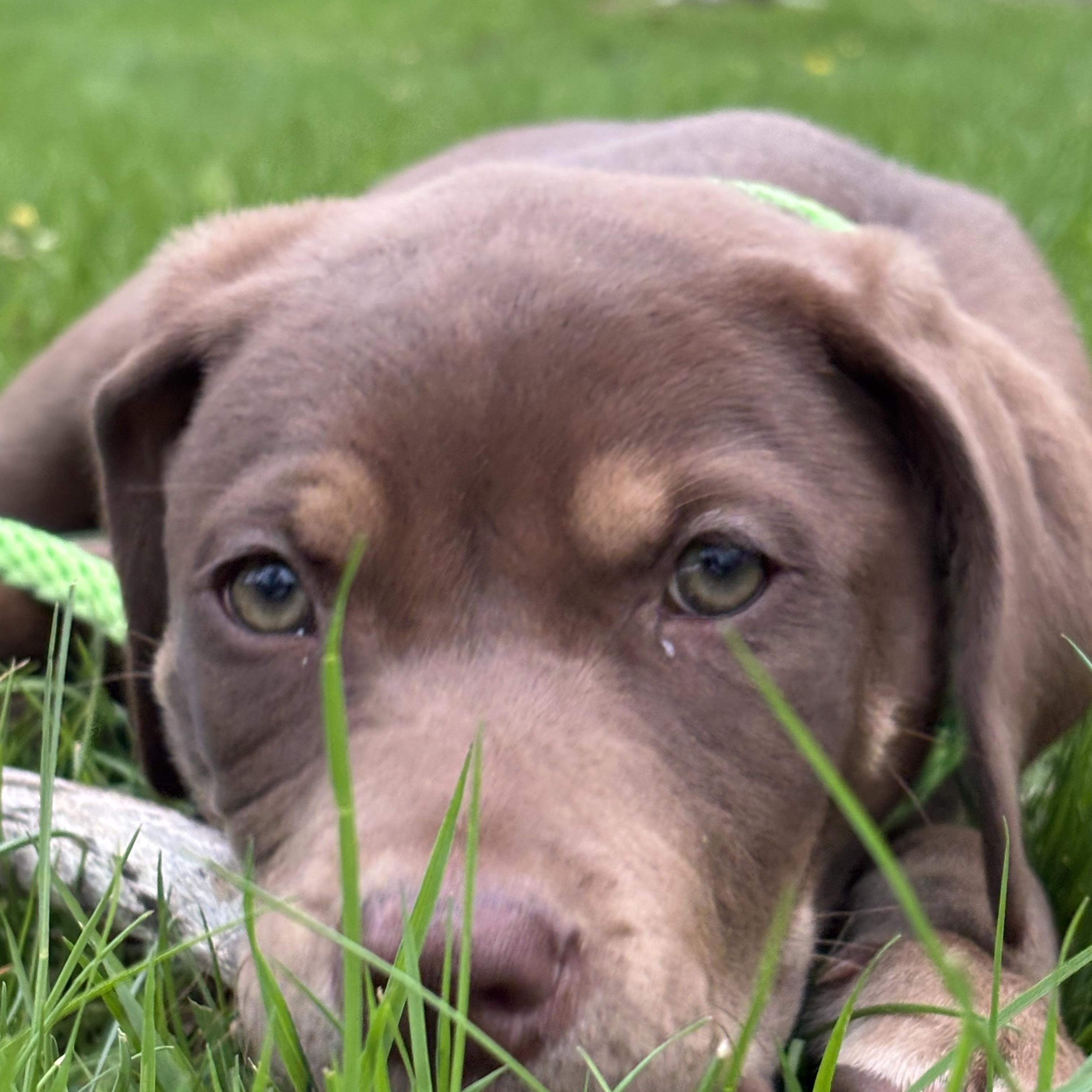 Maple - in Vermont, ADOPTABLE, Puppy Female Labrador Retriever.