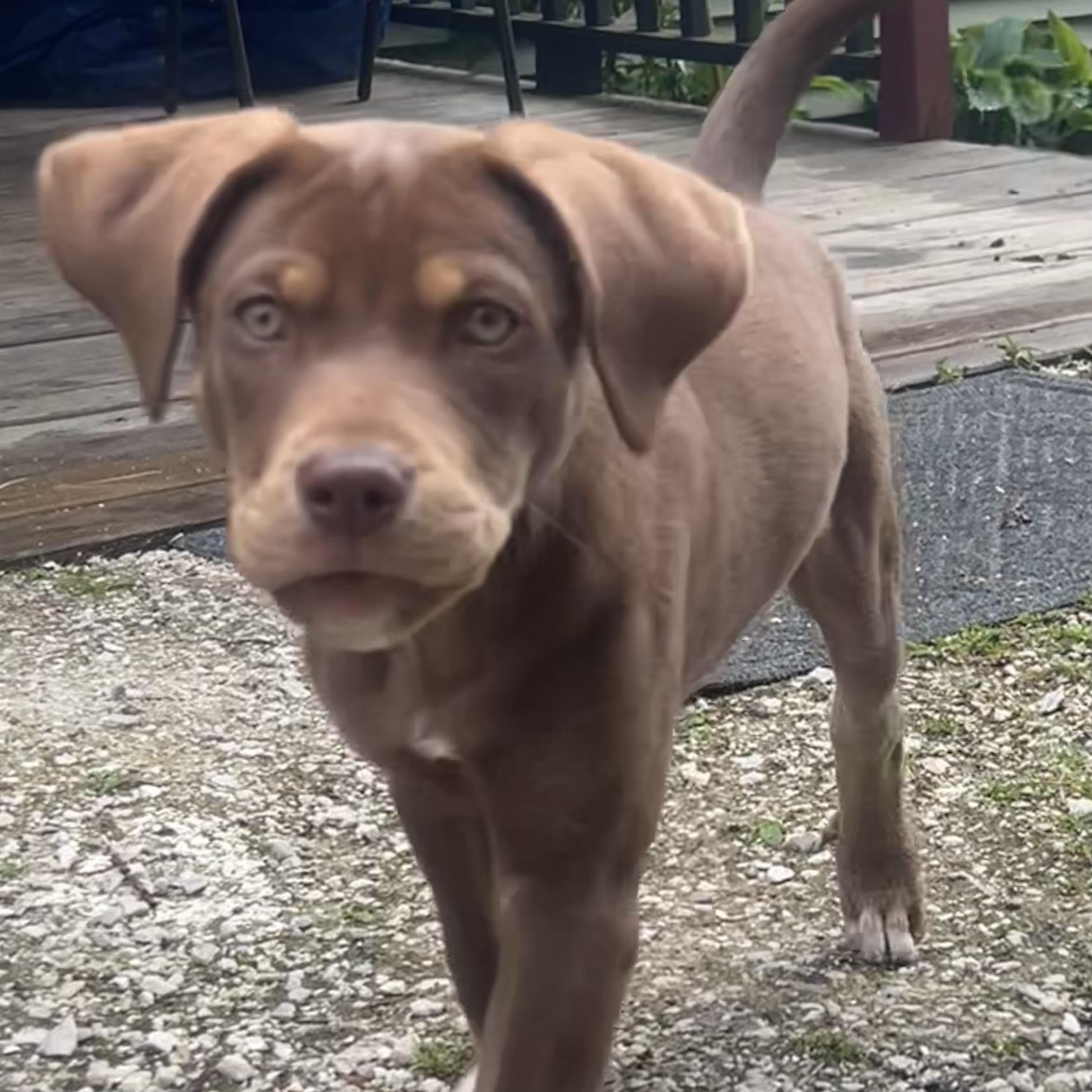 Enlarge Maple - in Vermont, a ADOPTABLE mixed breed in Mashpee, MA image 3/5