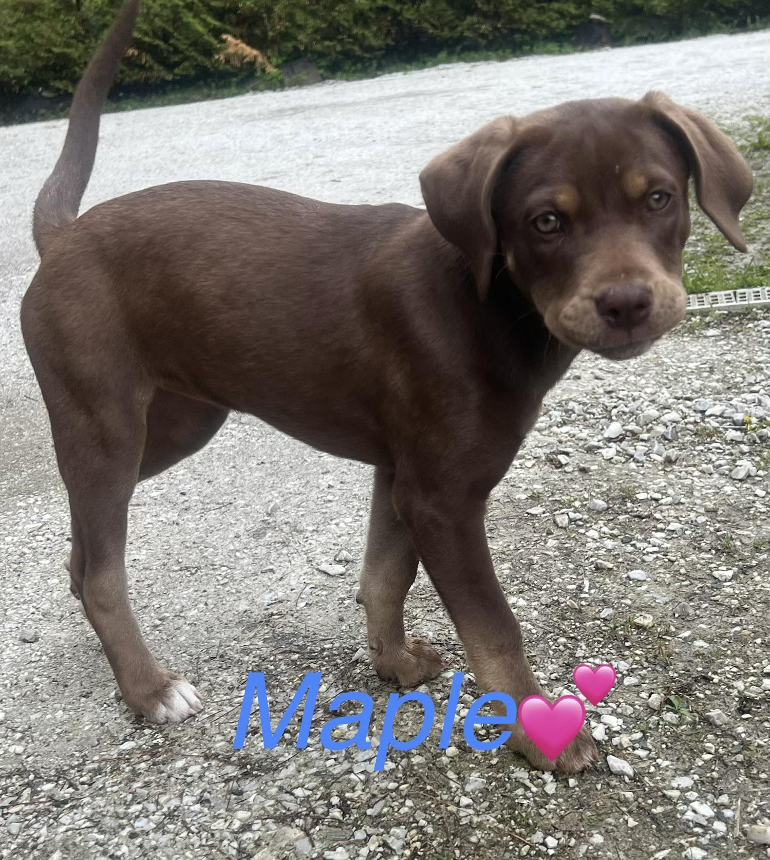Enlarge Maple - in Vermont, a ADOPTABLE mixed breed in Mashpee, MA image 2/5