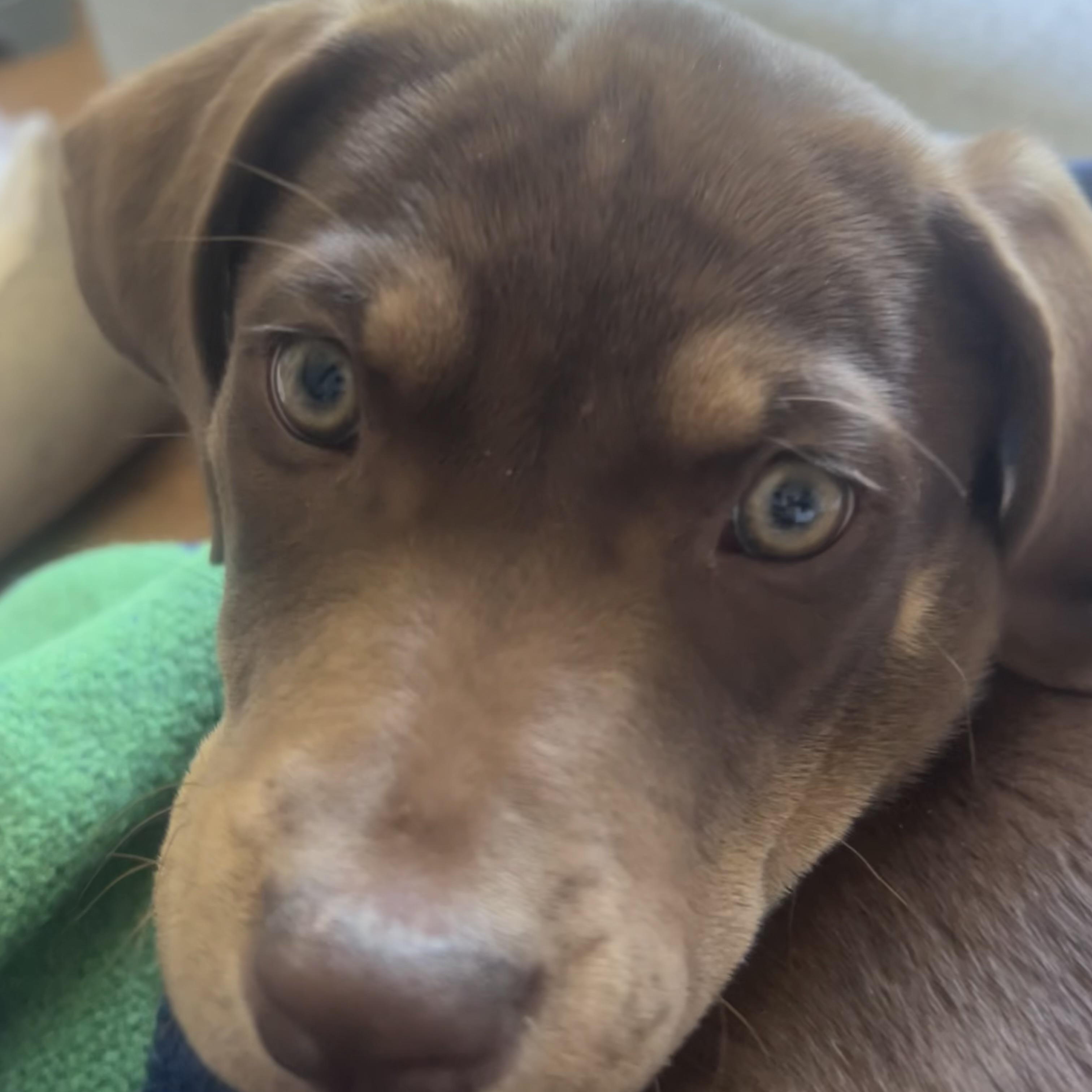 Enlarge Maple - in Vermont, a ADOPTABLE mixed breed in Mashpee, MA image 4/5
